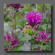 Monarda Hybrid 'Blue Stocking' (le jardin de la poterie Hillen) www.poterie.fr